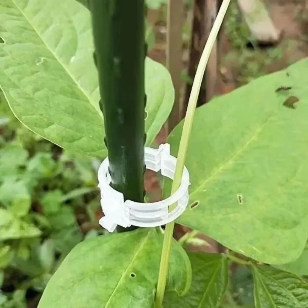 🥬Reusable Plant Support Clips (100 clips)