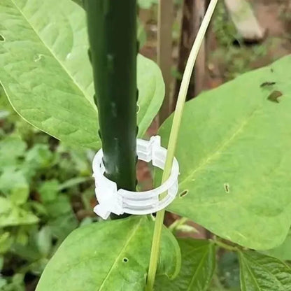🥬Reusable Plant Support Clips (100 clips)
